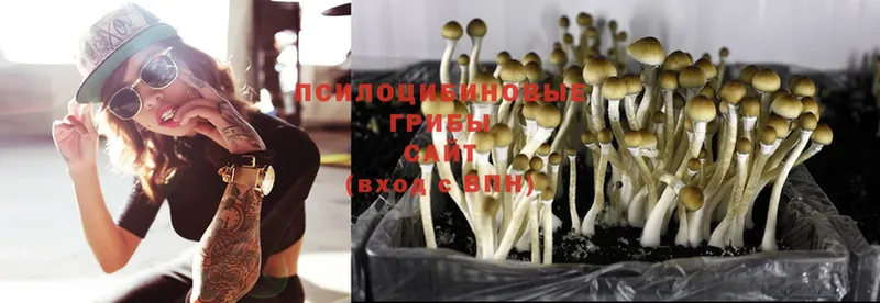 Псилоцибиновые грибы Magic Shrooms  Заринск 